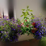 Casa Fotografului Holiday home Constanta