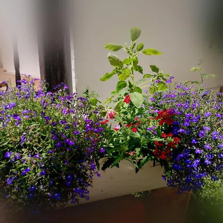 Casa Fotografului בית נופש קונסטנצה