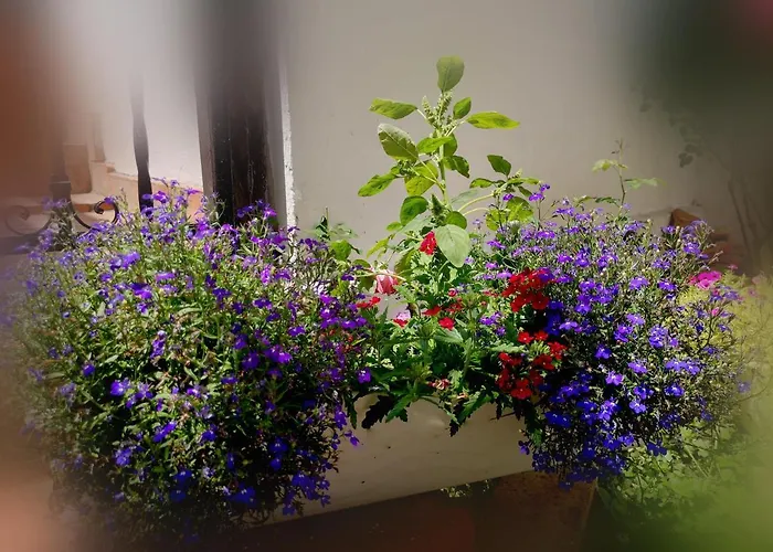 Casa Fotografului Tatil Evi Köstence